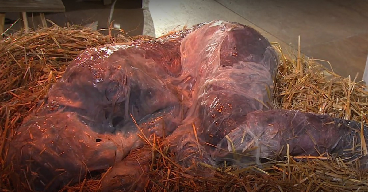 Gotteslästerung an Weihnachten: Ein Spiegel unserer Zeit?